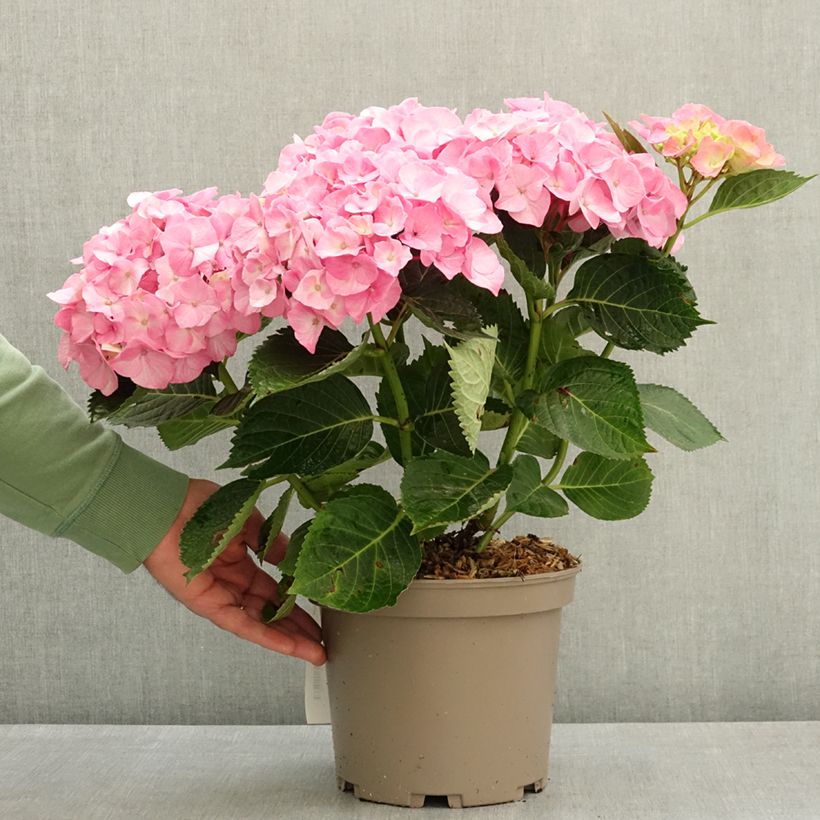 Amostra de Hortênsia macrophylla Berlin - Hydrangea macrophylla Vaso de 4 L/5 L tal como entregue na primavera