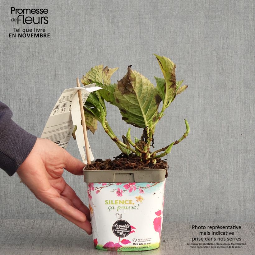Amostra de Hortensia - Hydrangea macrophylla Big Data Pink Pot de 2L/3L, Buisson, 5/6 branches tal como entregue no outono