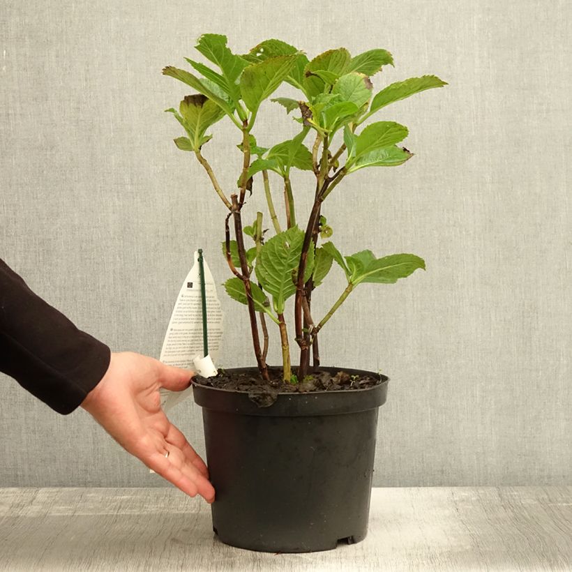 Amostra de Hortensia - Hydrangea macrophylla Black Steel Purple Pot de 4L/5L tal como entregue no outono