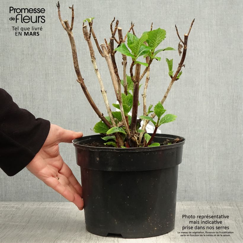 Amostra de Hortênsia macrophylla Black Steel Purple Vaso de 4 L/5 L tal como entregue na primavera