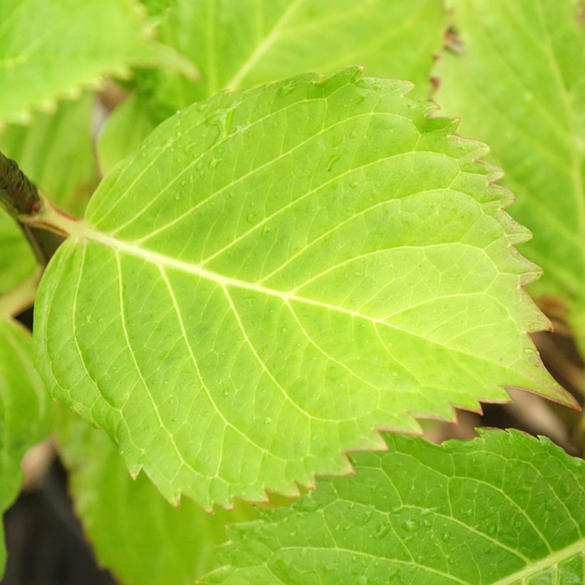 Hortênsia macrophylla Black Steel Purple (Folhagem)