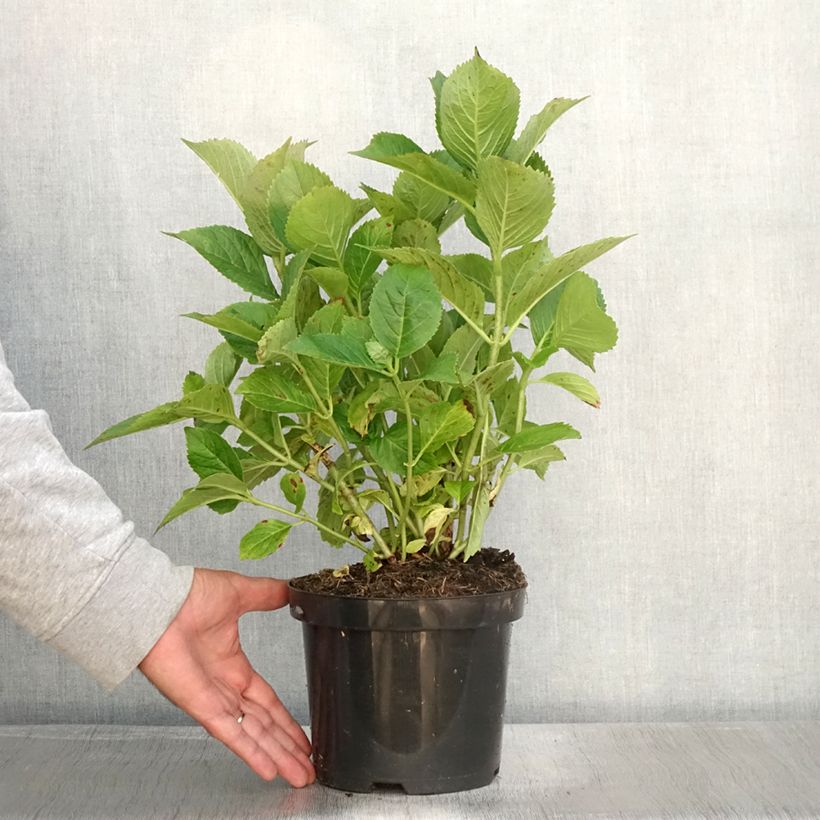 Amostra de Hortênsia macrophylla Blauer Zwerg Vaso de 2 L/3 L tal como entregue no outono