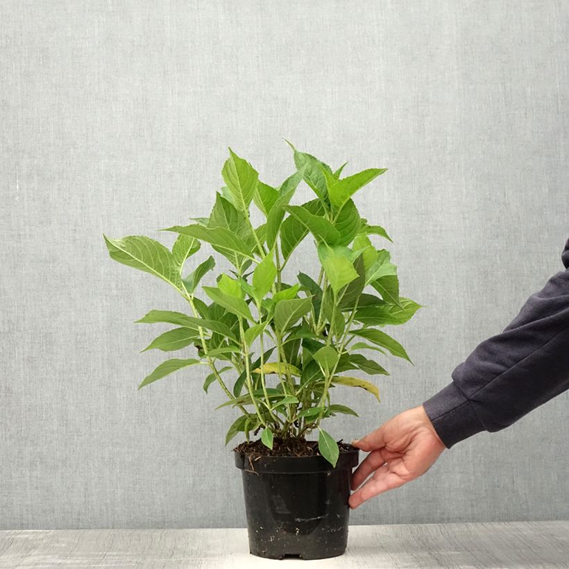 Amostra de Hortênsia macrophylla Blauer Zwerg Vaso de 2 L/3 L tal como entregue no verão