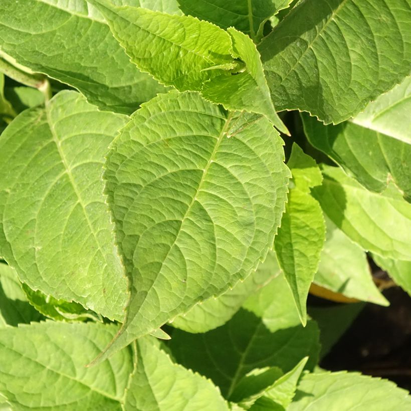 Hortênsia macrophylla Blauer Zwerg (Folhagem)