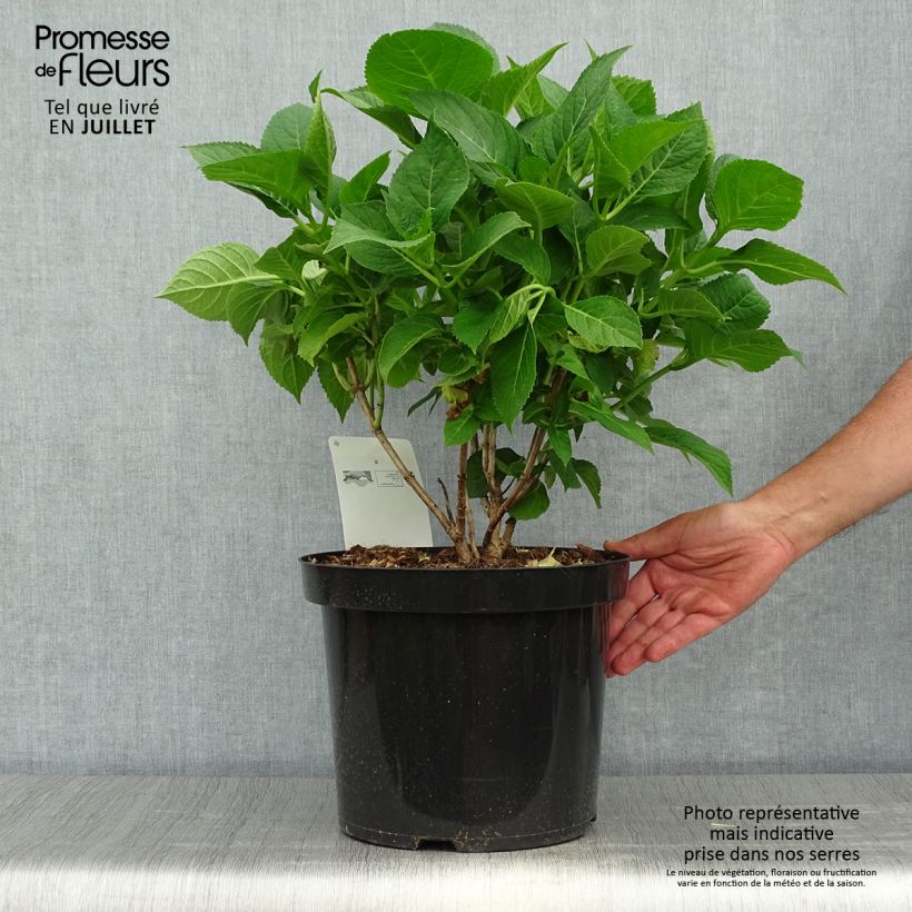 Amostra de Hortênsia macrophylla Blaumeise - Hydrangea macrophylla Vaso de 7,5 L/10 L tal como entregue no verão