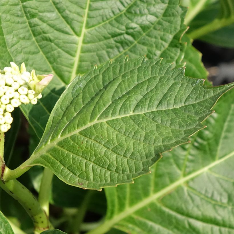 Hortênsia macrophylla Bloombuster (Folhagem)