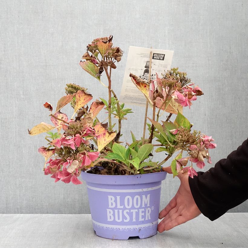 Amostra de Hortênsia macrophylla Bloombuster Vaso de 4 L/5 L tal como entregue no outono