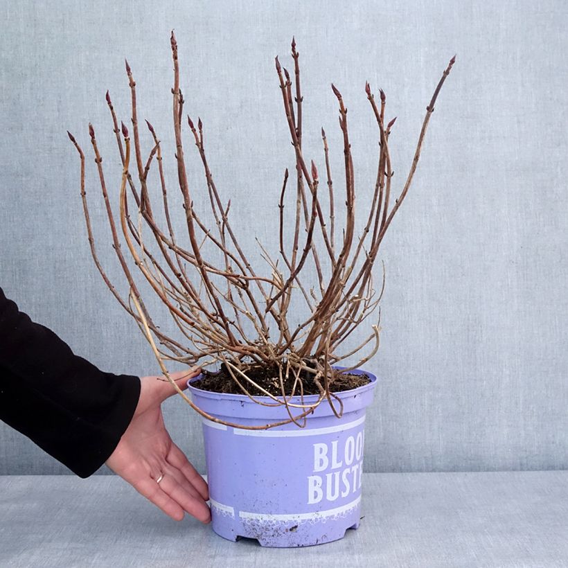 Amostra de Hortensia - Hydrangea macrophylla Bloombuster rose Pot de 4L/5L tal como entregue no inverno