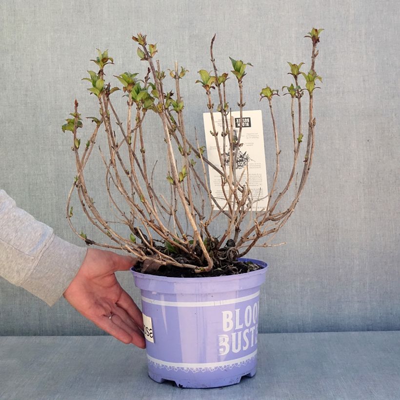 Amostra de Hortênsia macrophylla Bloombuster Vaso de 4 L/5 L tal como entregue na primavera