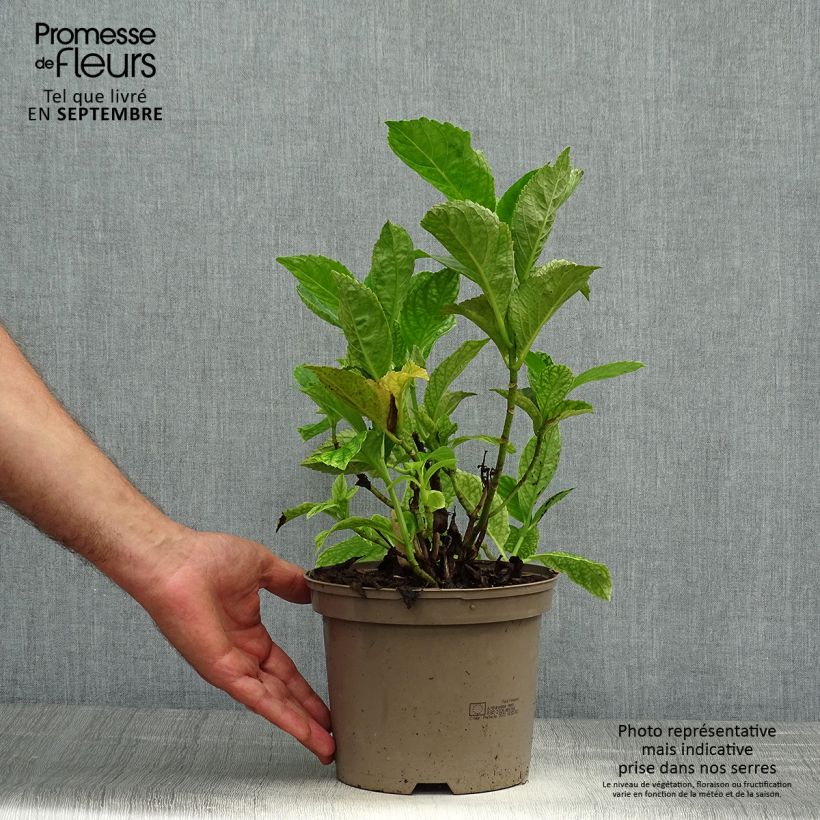 Amostra de Hortênsia macrophylla Blue Wave - Hydrangea macrophylla Vaso de 2 L/3 L tal como entregue no outono
