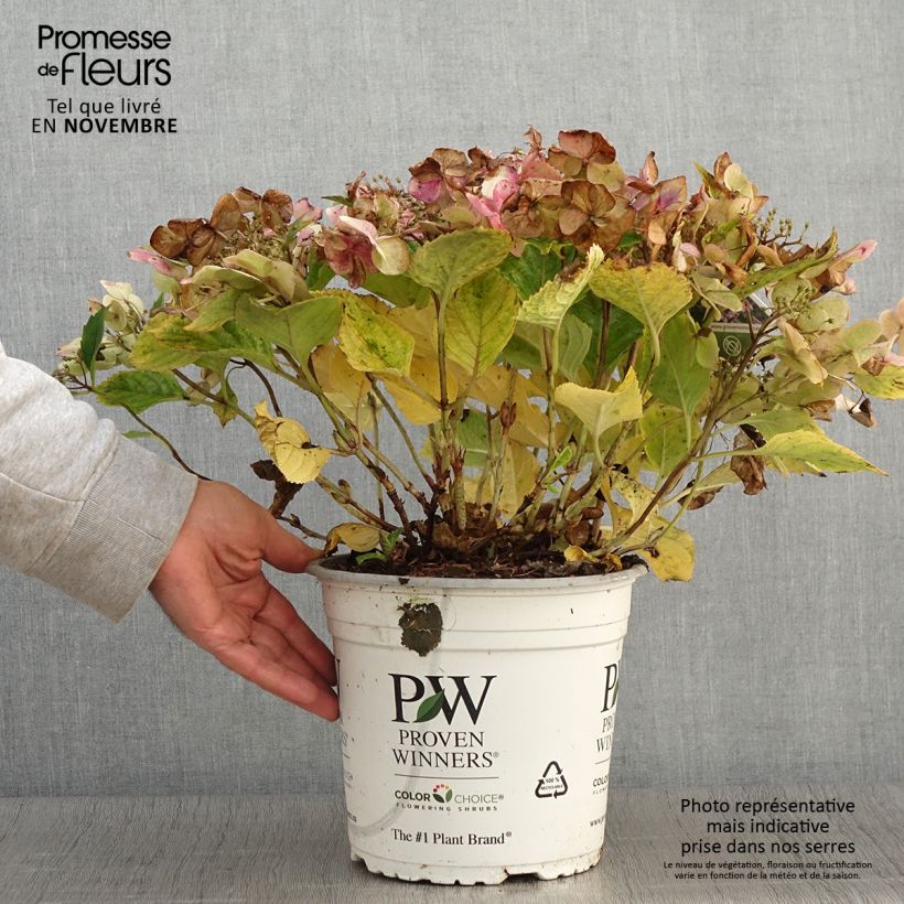 Amostra de Hortênsia macrophylla Blueberry Cheesecake Vaso de 4 L/5 L tal como entregue no outono