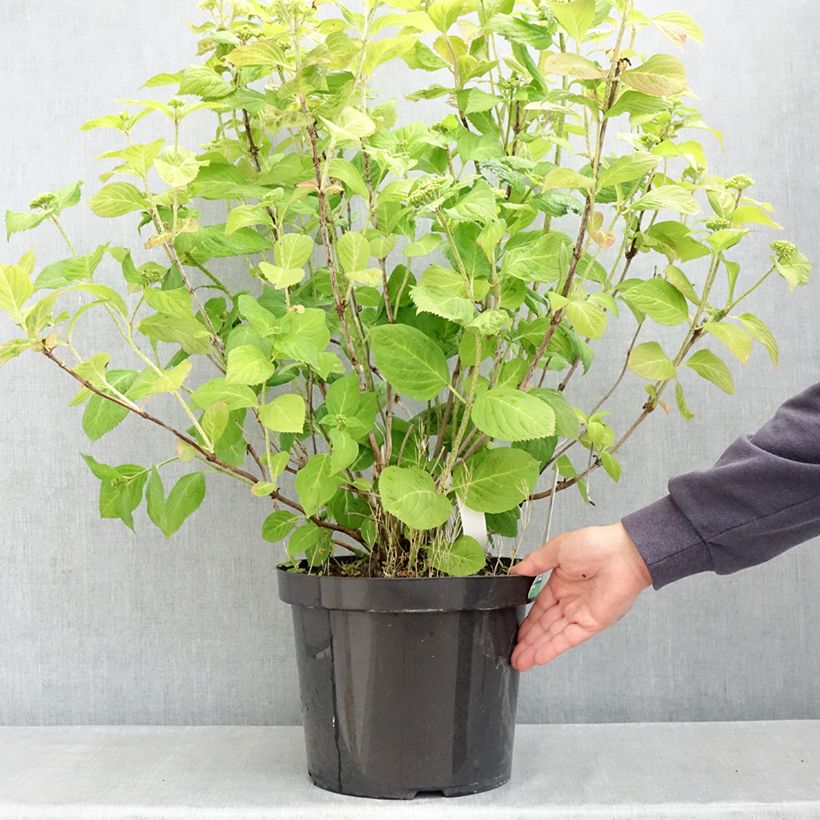 Amostra de Hortensia - Hydrangea macrophylla Bouquet Rose Vaso de 7,5 L/10 L tal como entregue na primavera