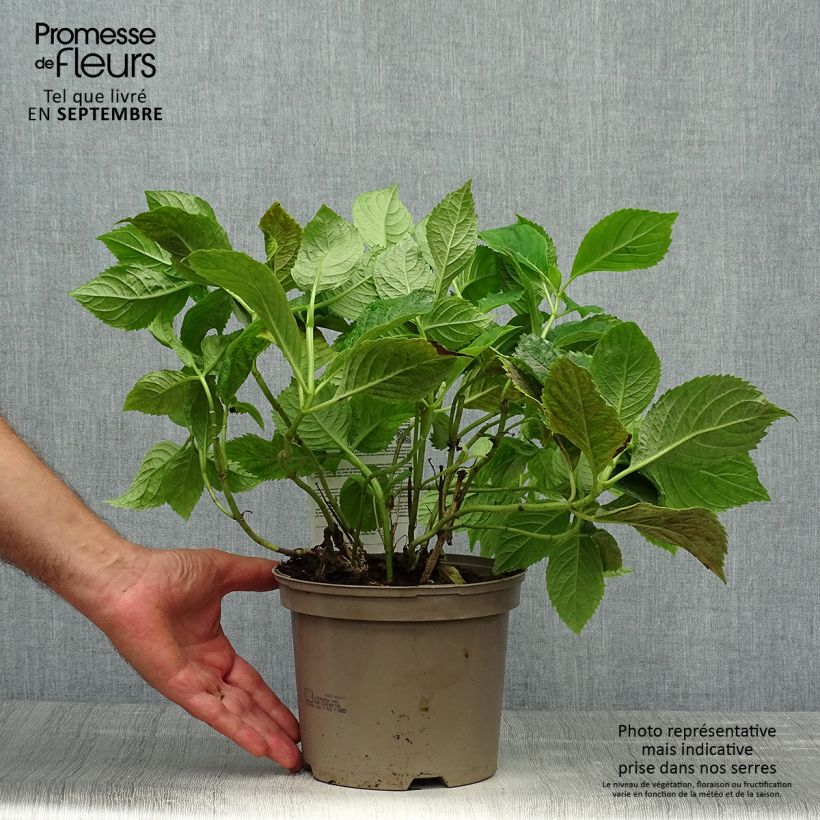 Amostra de Hortênsia macrophylla Bouquet Rose Vaso de 2 L/3 L tal como entregue no outono