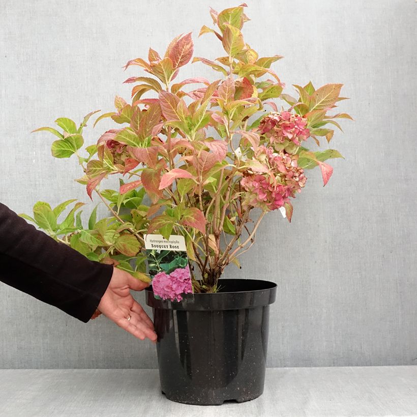 Amostra de Hortênsia macrophylla Bouquet Rose Vaso de 7,5 L/10 L tal como entregue no outono