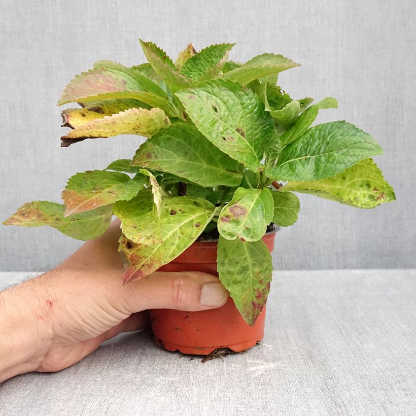 Amostra de Hortênsia macrophylla Bright White Vaso de 8/9 cm tal como entregue no outono