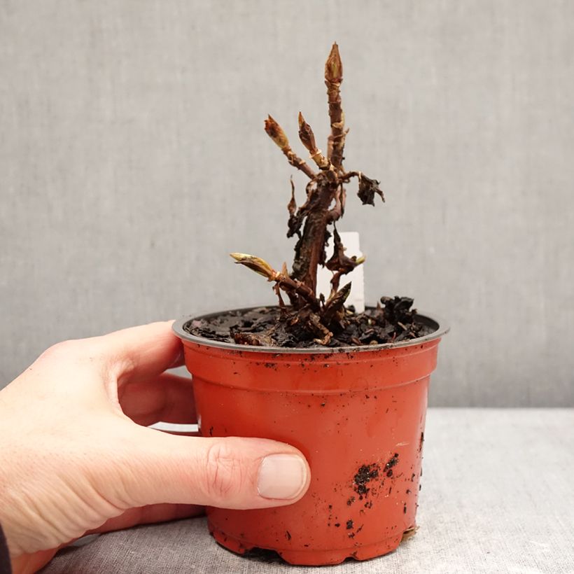 Amostra de Hortênsia macrophylla Bright White Vaso de 8/9 cm tal como entregue no inverno