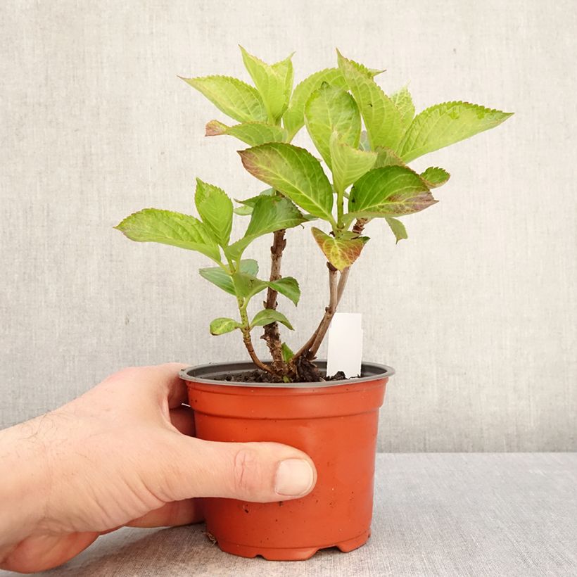 Amostra de Hortênsia macrophylla Bright White Vaso de 8/9 cm tal como entregue na primavera