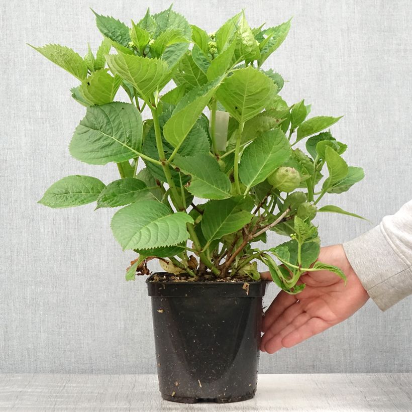 Amostra de Hortênsia macrophylla Buchfink Vaso de 2 L/3 L tal como entregue no verão