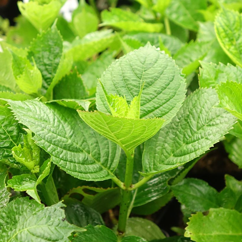 Hortênsia macrophylla Buchfink (Folhagem)