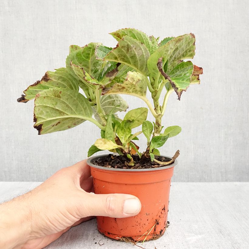Amostra de Hortênsia macrophylla Caipirinha Vaso de 12 cm/13 cm tal como entregue no outono