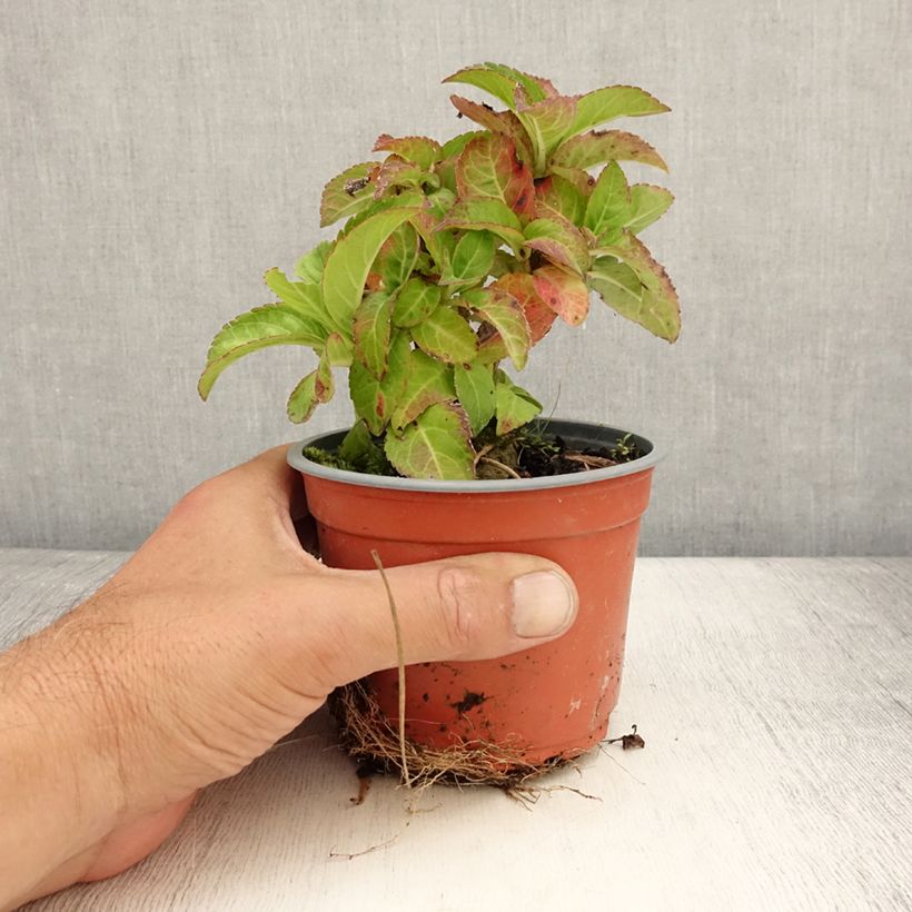Amostra de Hortênsia macrophylla Caipirinha Vaso de 12 cm/13 cm tal como entregue no verão