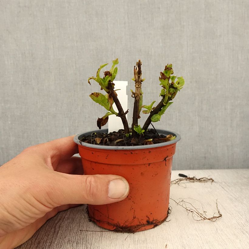 Amostra de Hortênsia macrophylla Caipirinha Vaso de 12 cm/13 cm tal como entregue na primavera