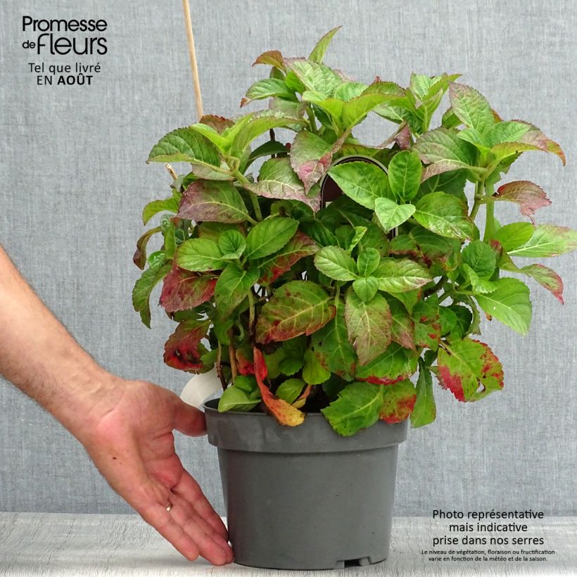 Amostra de Hortênsia macrophylla Caipirinha Vaso de 2 L/3 L tal como entregue no verão