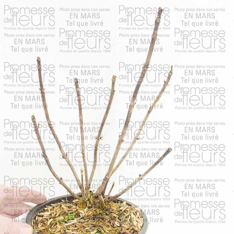 Exemplo de amostra de Hortensia - Hydrangea macrophylla Camino Vaso de 2 L/3 L tal como entregue