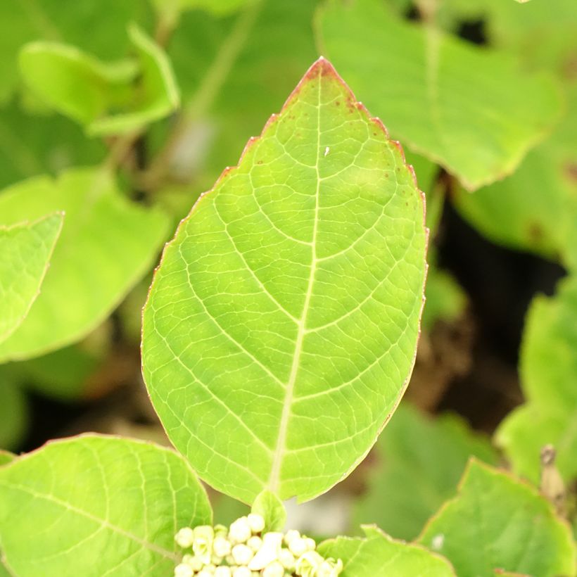 Hortênsia macrophylla Choco Chic (Folhagem)