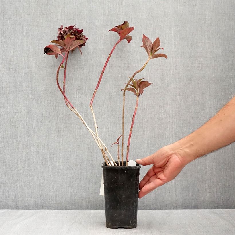 Amostra de Hortênsia macrophylla Chocolate Ever Belles Hokomachoko Vaso de 1,5 L/2 L tal como entregue no verão