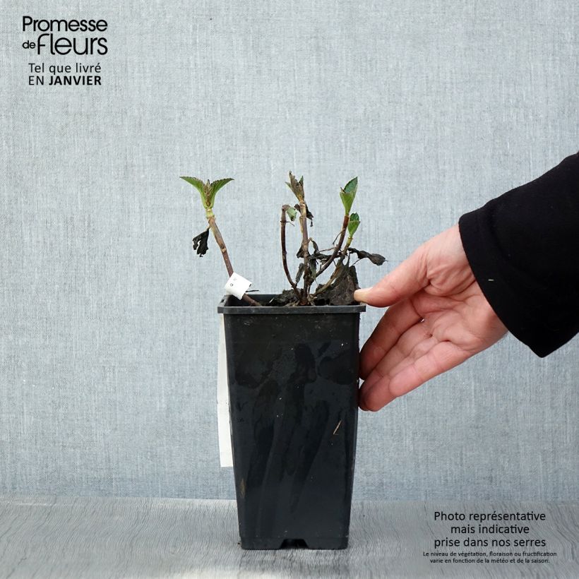 Amostra de Hortênsia macrophylla Chocolate Ever Belles Hokomachoko Vaso de 1,5 L/2 L tal como entregue no inverno