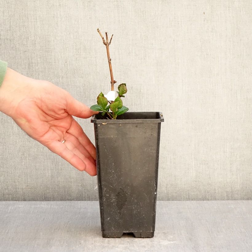Amostra de Hortênsia macrophylla Chocolate Ever Belles Hokomachoko Vaso de 1,5 L/2 L tal como entregue na primavera