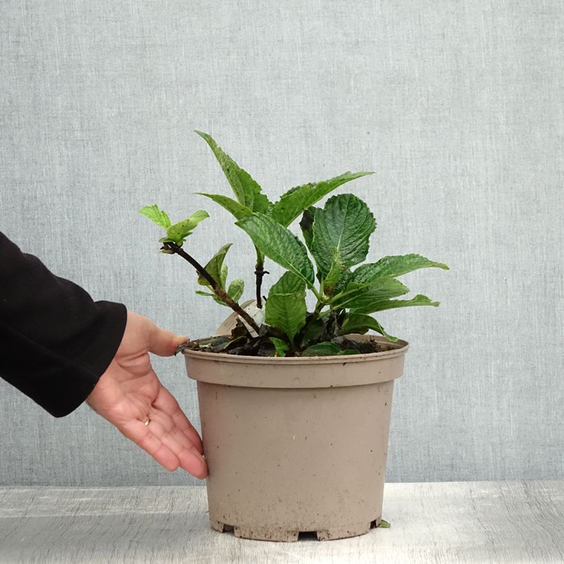Amostra de Hortênsia macrophylla Chocolate Ever Belles Hokomachoko Vaso de 4 L/5 L tal como entregue no outono