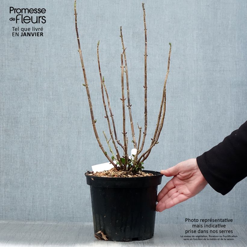 Amostra de Hortênsia macrophylla Chocolate Ever Belles Hokomachoko Vaso de 4 L/5 L tal como entregue no inverno