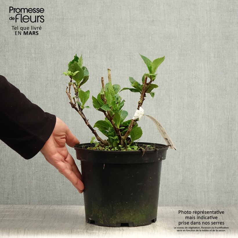 Amostra de Hortênsia macrophylla Chocolate Ever Belles Hokomachoko Vaso de 4 L/5 L tal como entregue na primavera