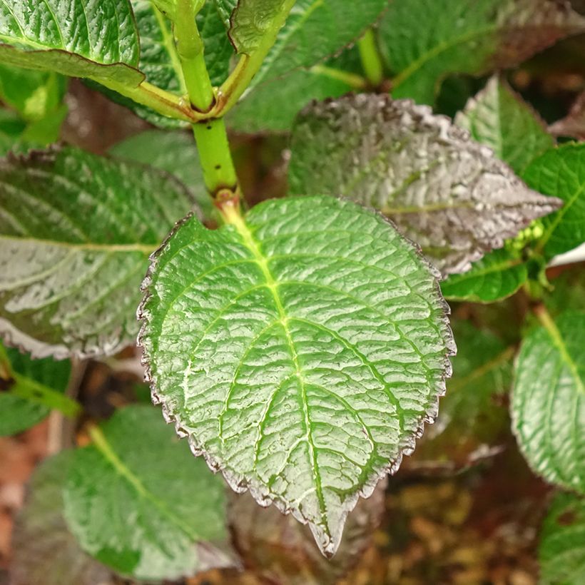 Hortênsia macrophylla Chocolate Ever Belles Hokomachoko (Folhagem)