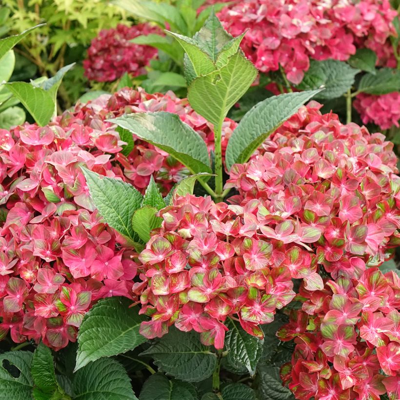 Hortênsia macrophylla Chocolate Ever Belles Hokomachoko (Floração)