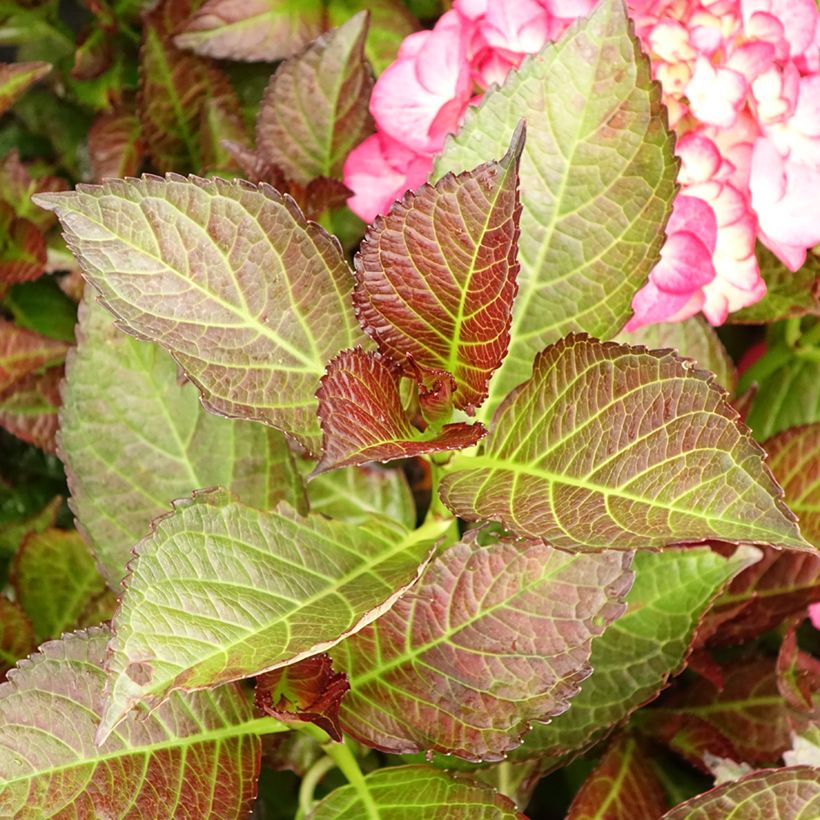 Hortênsia macrophylla Black Diamonds Dark Angel (Folhagem)