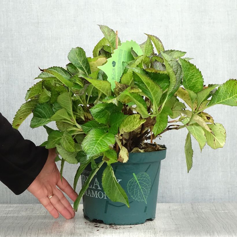 Amostra de Hortênsia macrophylla Dark Angel Purple Vaso de 2 L/3 L tal como entregue no outono