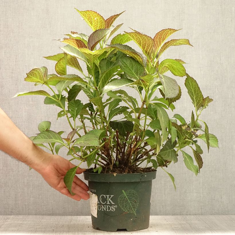 Amostra de Hortênsia macrophylla Dark Angel Purple Vaso de 2 L/3 L tal como entregue no verão