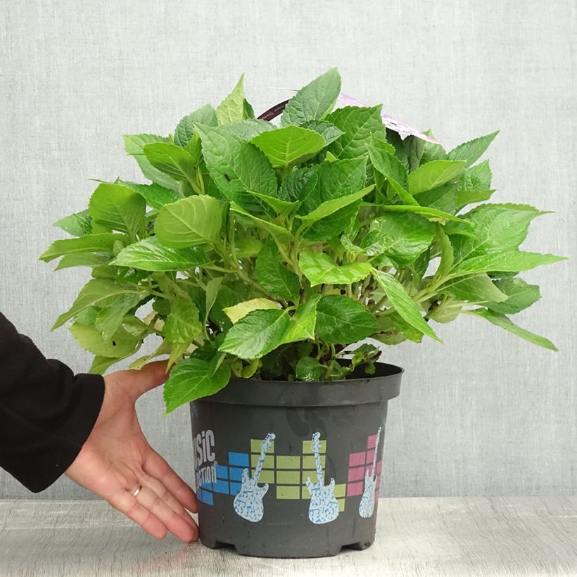 Amostra de Hortênsia macrophylla Deep Purple Dance Vaso de 4 L/5 L, Arbusto tal como entregue no outono