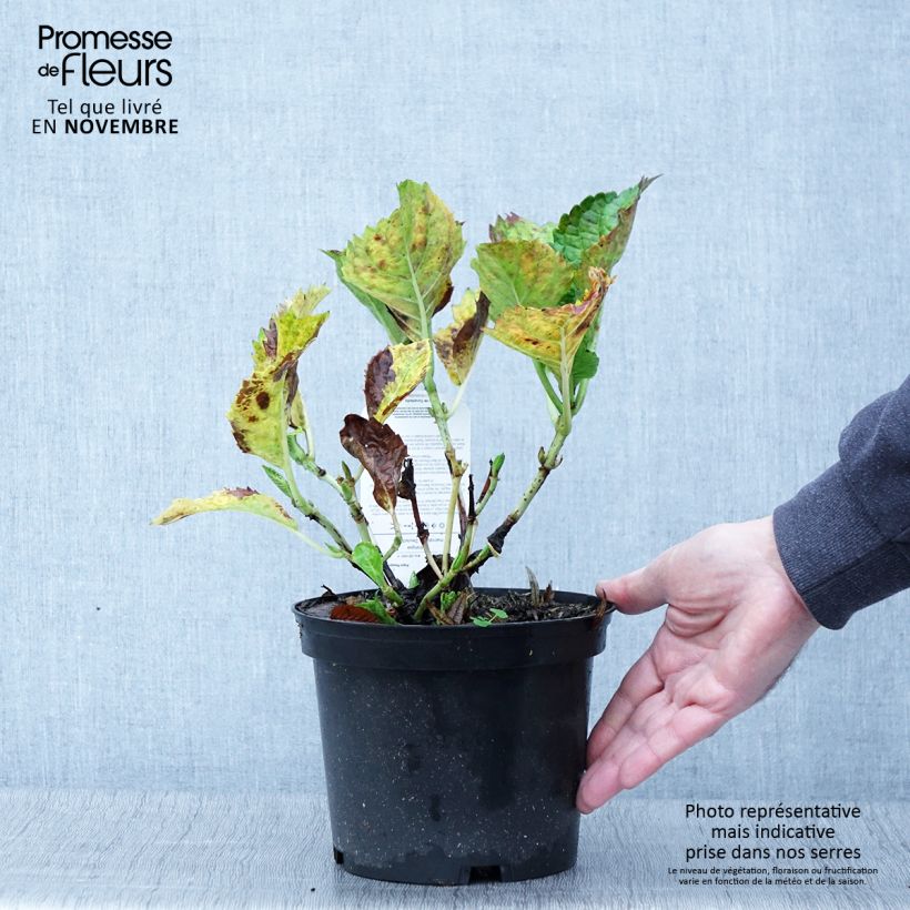 Amostra de Hortênsia macrophylla Deutschland Vaso de 2 L/3 L tal como entregue no outono