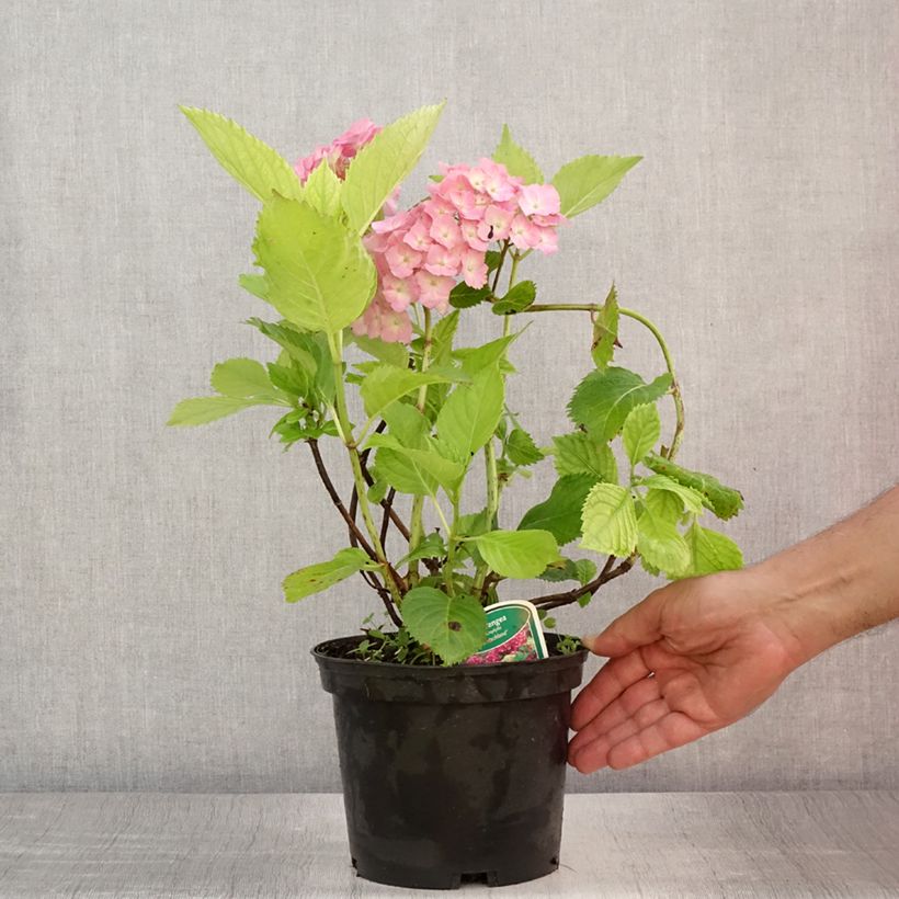 Amostra de Hortênsia macrophylla Deutschland Vaso de 2 L/3 L tal como entregue no verão