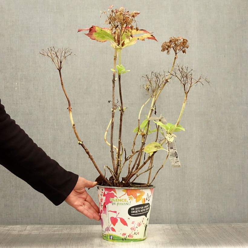 Amostra de Hortênsia macrophylla Dolce Fragola Vaso de 4 L/5 L tal como entregue no outono