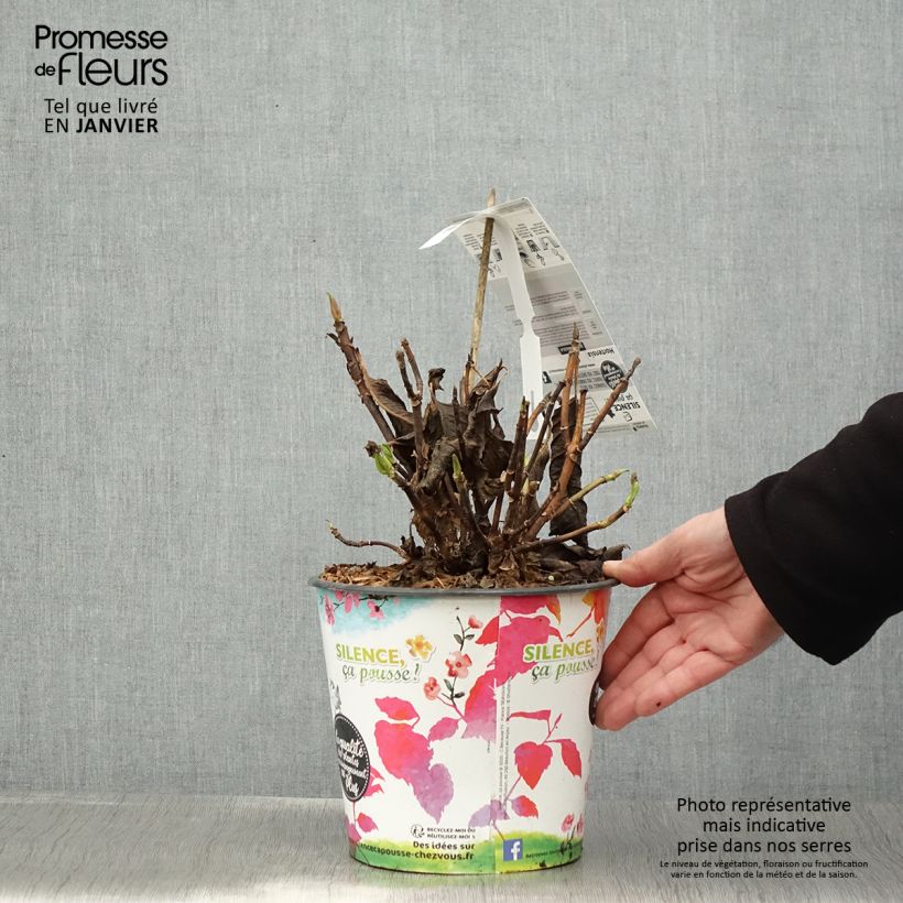 Amostra de Hortensia - Hydrangea macrophylla Dolce Fragola Vaso de 4 L/5 L tal como entregue no inverno