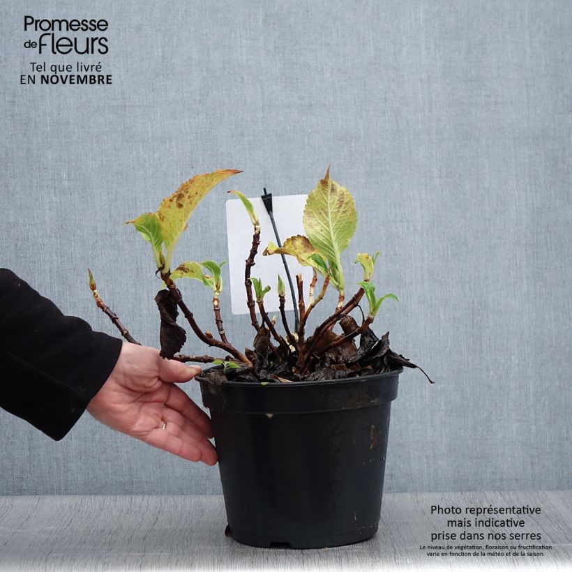 Amostra de Hortênsia macrophylla Dolce Gipsy Vaso de 4 L/5 L tal como entregue no outono