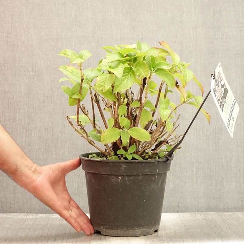 Amostra de Hortênsia macrophylla Dolce Gipsy Vaso de 4 L/5 L tal como entregue no verão