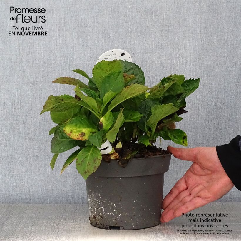 Amostra de Hortênsia macrophylla Early Blue Vaso de 2 L/3 L tal como entregue no outono