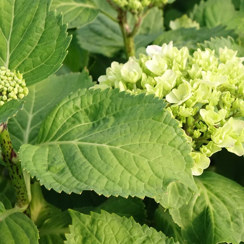 Hortênsia macrophylla Early Blue (Folhagem)