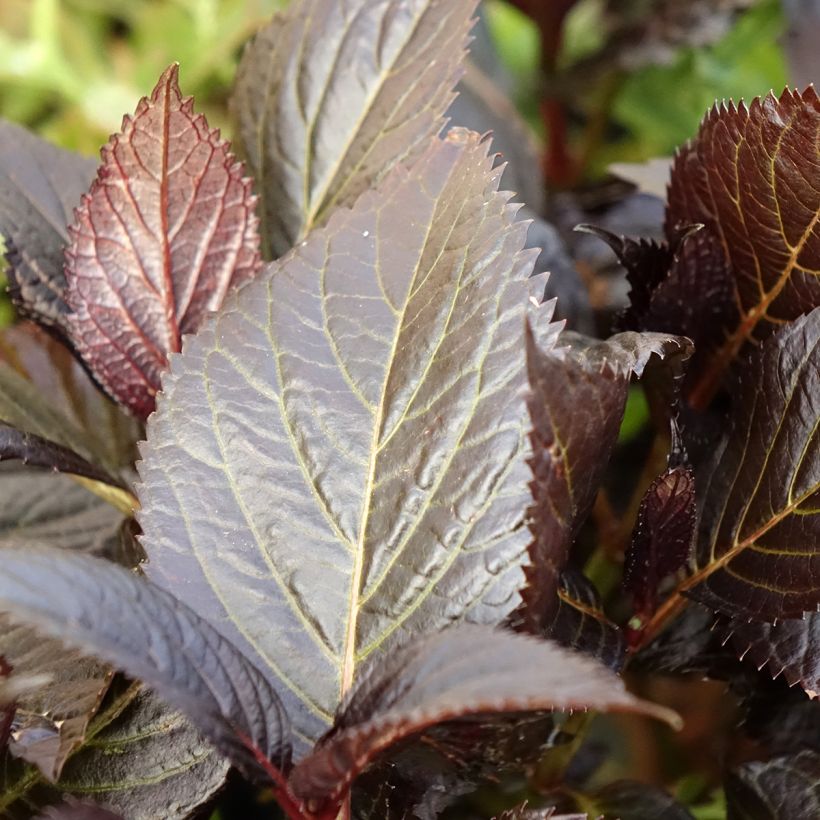 Hortênsia macrophylla Eclipse (Folhagem)
